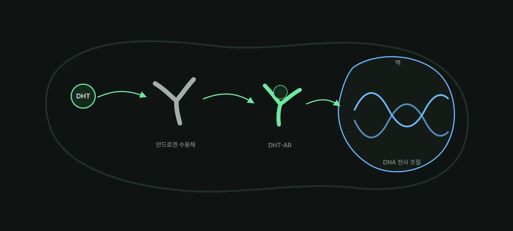 DHT가 세포 안의 안드로겐 수용체와 결합한 뒤 핵으로 이동해 DNA 전사를 조절하는 과정