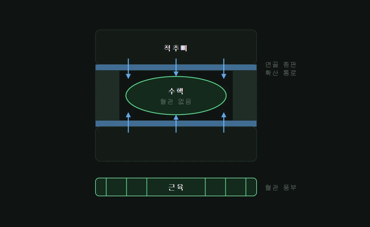 척추 디스크의 단면과 무혈관 구조, 종판을 통한 확산 경로