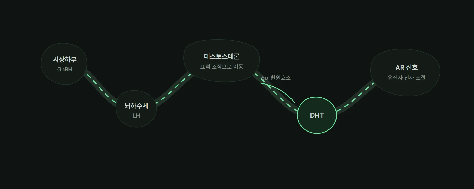 시상하부와 뇌하수체에서 시작해 테스토스테론, DHT, 안드로겐 수용체로 이어지는 축