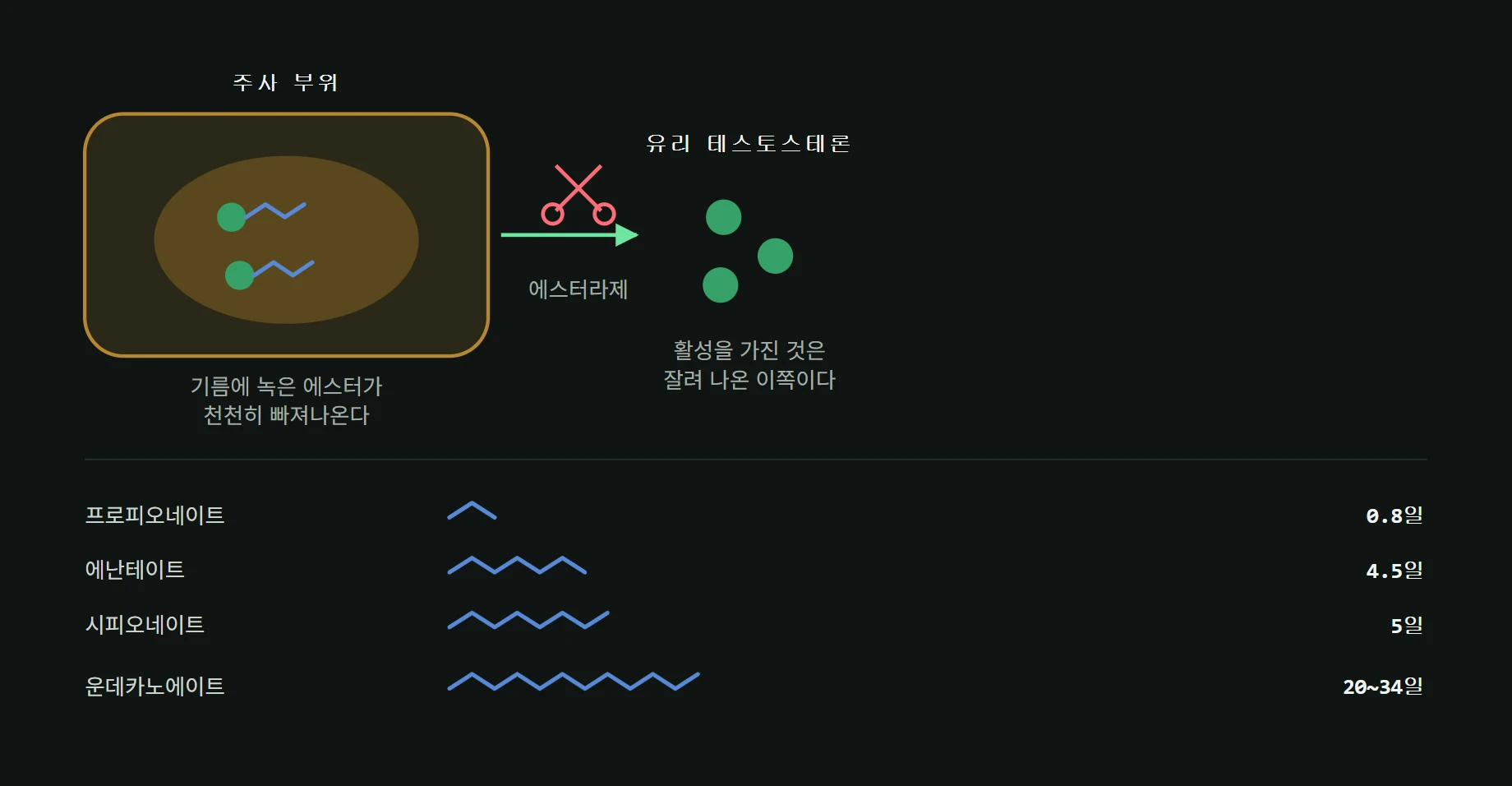 주사한 기름 속 에스터가 조직에 머물다가 에스터라제에 잘려 유리 테스토스테론을 내놓는 과정과, 사슬 길이에 따른 반감기 비교