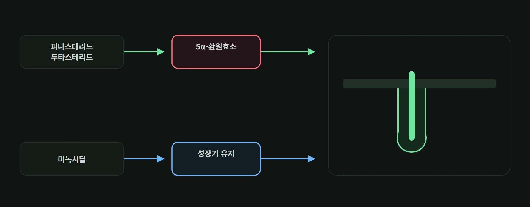 호르몬 경로를 누르는 약과 성장기를 늘리는 약이 같은 모낭에 서로 다른 지점으로 작용하는 비교