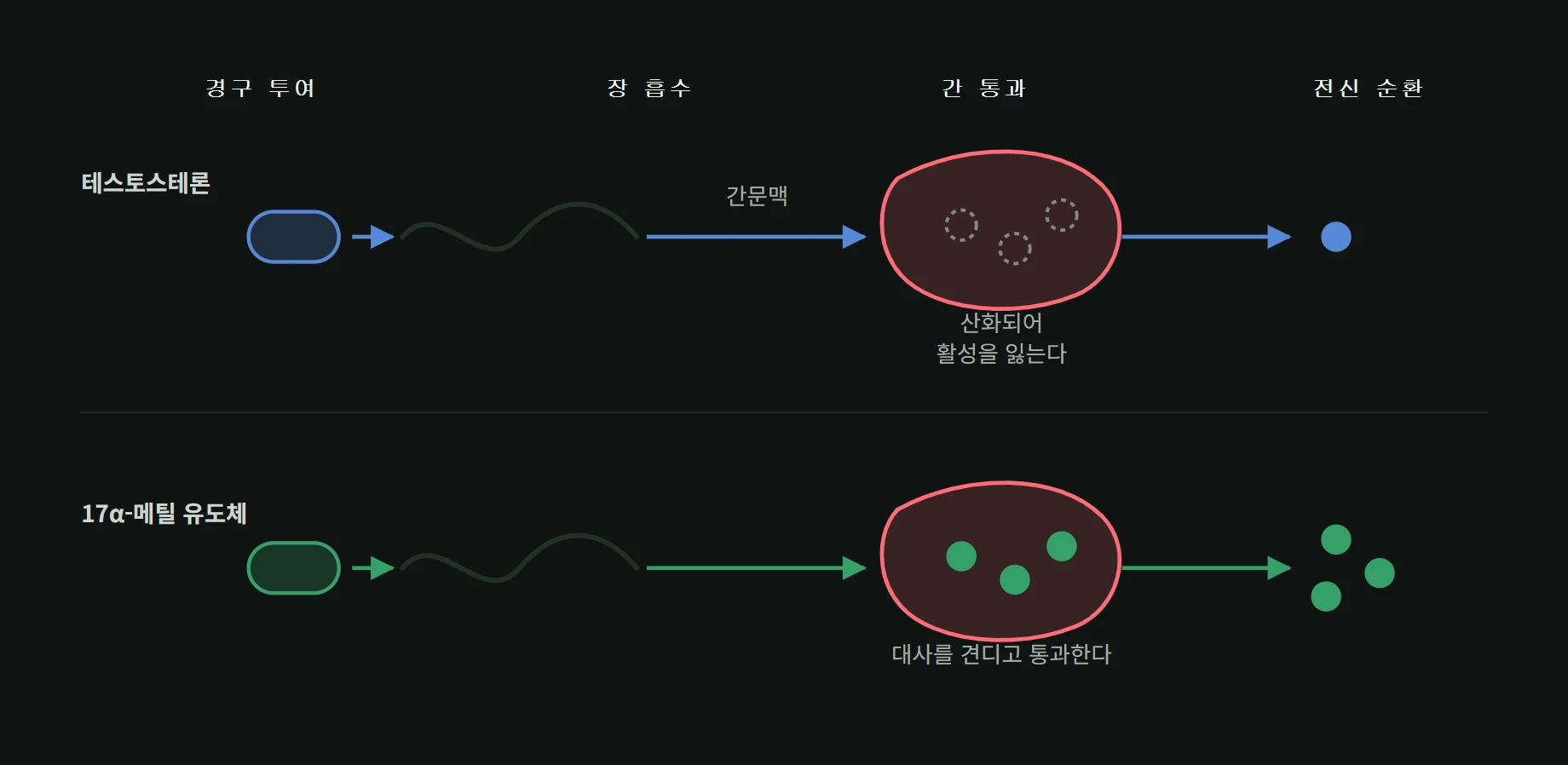 경구 스테로이드가 장에서 흡수되어 간문맥을 거치며 대사되는 경로와, 17알파 메틸기가 그 대사를 견디는 원리