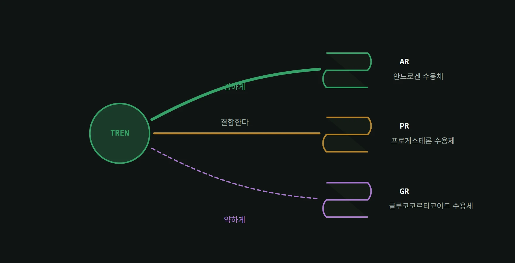 트렌볼론이 안드로겐 수용체뿐 아니라 프로게스테론 수용체와 글루코코르티코이드 수용체에도 결합하는 구조