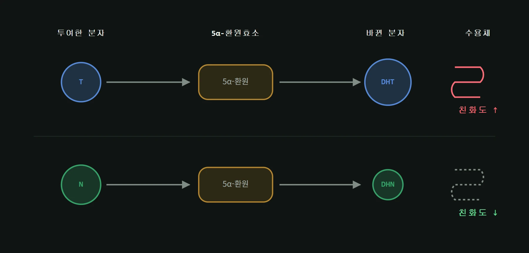 테스토스테론은 5알파 환원으로 DHT가 되어 강해지고, 난드롤론은 같은 효소로 DHN이 되어 약해지는 대비