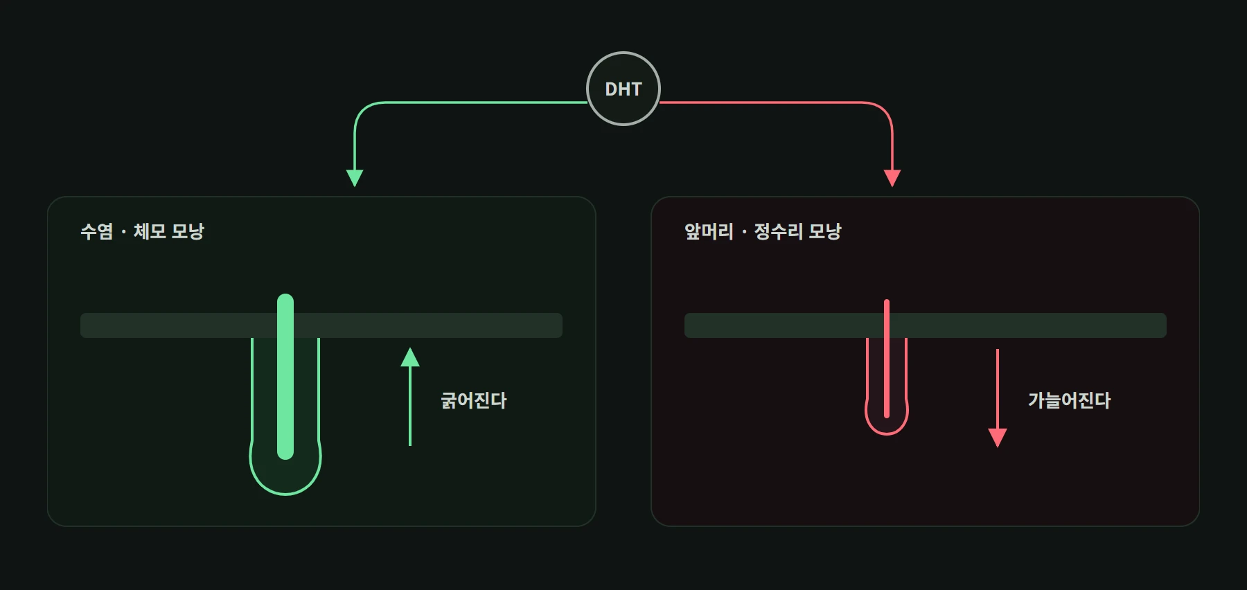 같은 DHT 신호가 수염 모낭과 정수리 모낭에서 정반대 결과를 내는 대비