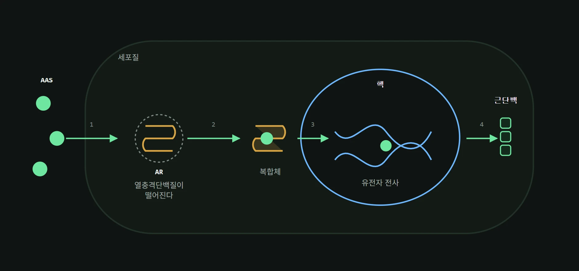 수용체 결합에서 단백질 합성까지가 유전체 경로다. 효과가 나타나기까지 시간이 걸리는 이유이기도 하다