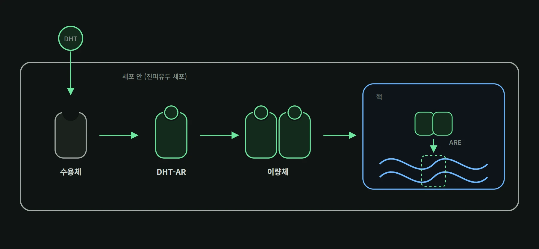 DHT가 세포 안으로 들어가 수용체와 결합하고 핵으로 이동해 DNA에 붙는 과정