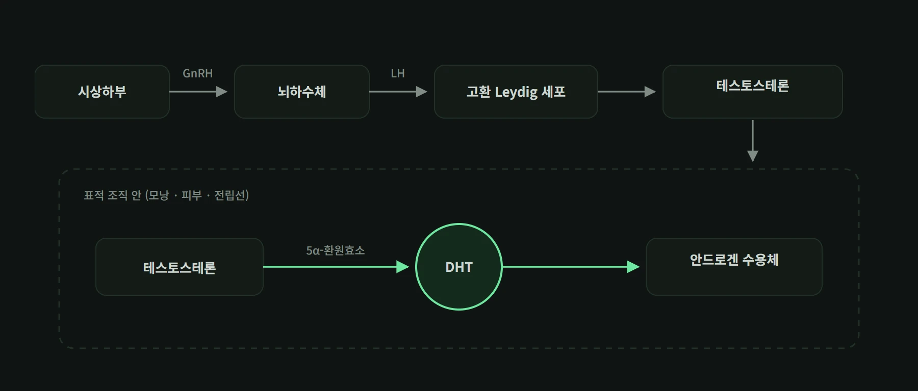 테스토스테론이 표적 조직 안에서 5알파환원효소를 만나 DHT가 되고 수용체로 이어지는 흐름